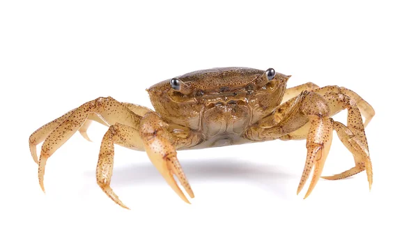 Krab op witte achtergrond — Stockfoto