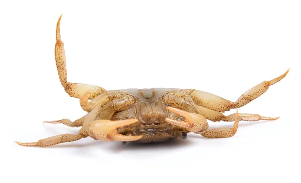 Krab op witte achtergrond — Stockfoto