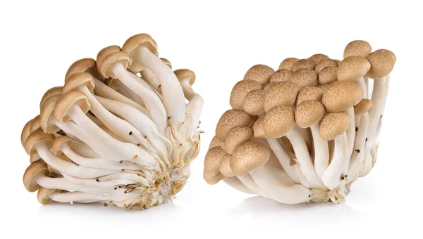 Brown beech mushrooms isolated on white background — Stock Photo, Image