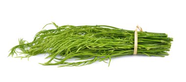 Wattle, akasya, Cha-om beyaz zemin üzerine tırmanma