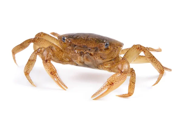 Krabbe auf weißem Hintergrund — Stockfoto