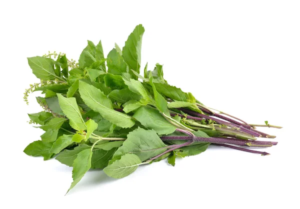 Holy basil or tulsi leaves isolated on white background — Stock Photo, Image