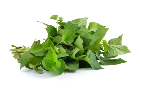 Herbal fish mint leaves — Stock Photo, Image