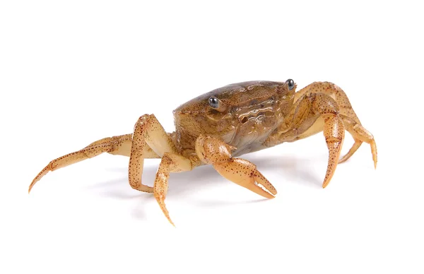 Krab op witte achtergrond — Stockfoto