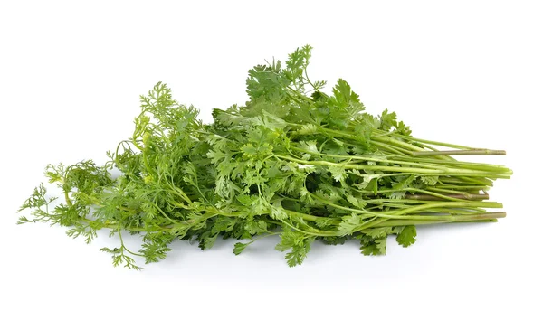 Cilantro sobre fondo blanco —  Fotos de Stock