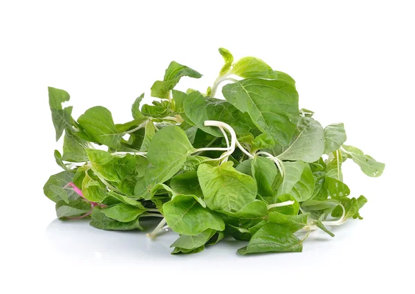 Spinach on white background — Stock Photo, Image