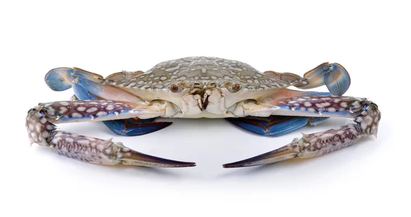 Blå simning krabbor på vit bakgrund — Stockfoto
