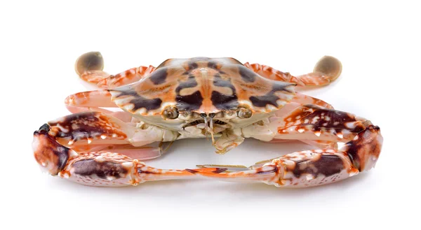 Serra ted mud crab on white background — Stock Photo, Image