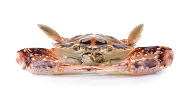 Serra ted mud crab on white background — Stock Photo, Image