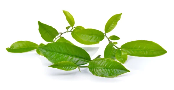 Hoja de té verde aislada sobre fondo blanco — Foto de Stock