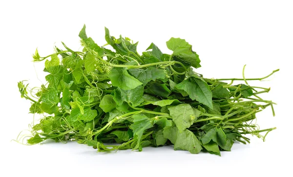 Bitter gourd on white background — Stock Photo, Image