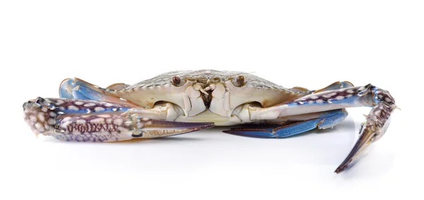 Blue Swimming Crabs on white background — Stock Photo, Image