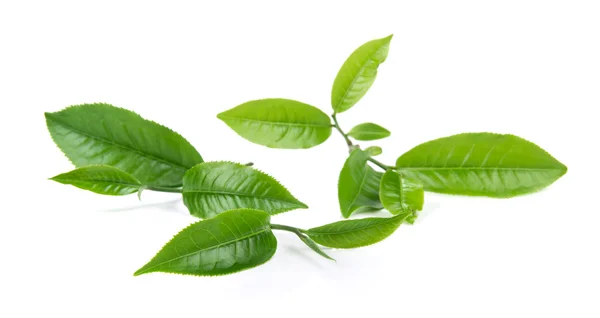 Feuille de thé vert isolé sur fond blanc — Photo