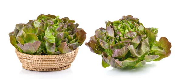 Chêne vert dans le panier sur fond blanc — Photo