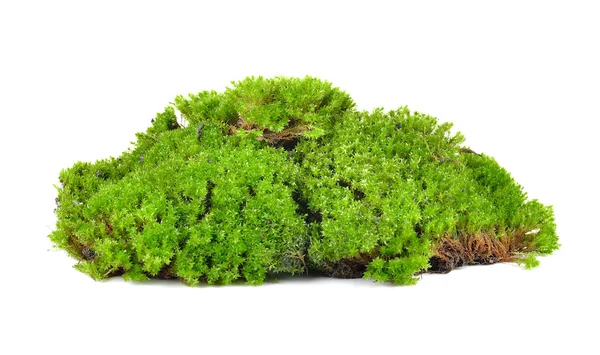 Green moss isolated on white bakground — Stock Photo, Image