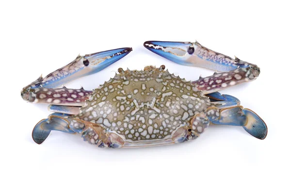 Blue Swimming Crabs on white background — Stock Photo, Image