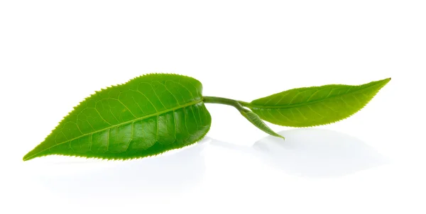 Hoja de té verde aislada sobre fondo blanco —  Fotos de Stock