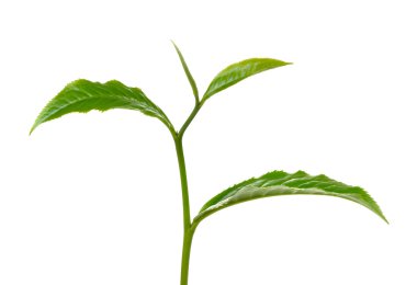 Beyaz arkaplanda yeşil çay yaprağı izole