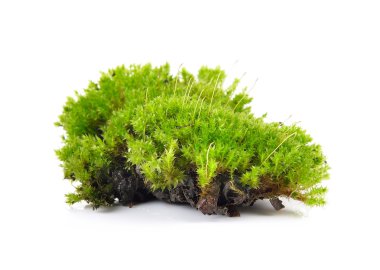 Yeşil yosun, beyaz fırında izole edilmiş.