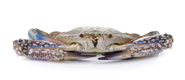 Blue Swimming Crabs on white background — Stock Photo, Image