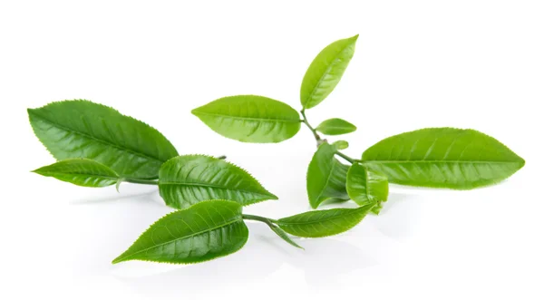 Hoja de té verde aislada sobre fondo blanco — Foto de Stock