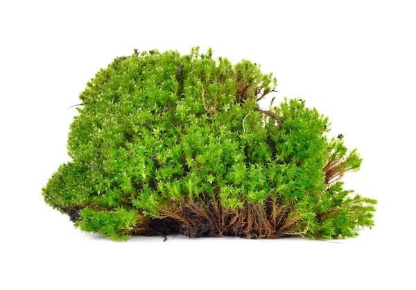 Green moss isolated on white bakground — Stock Photo, Image
