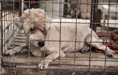 Yalnız eski köpek kafes içinde