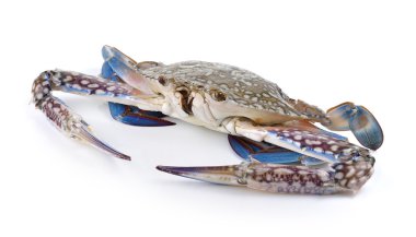 Blue Swimming Crabs on white background clipart