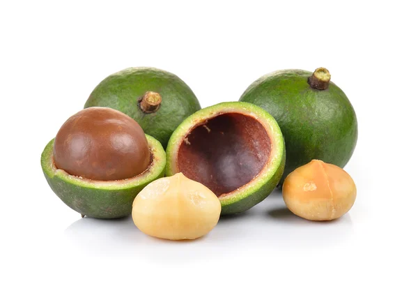 Fresh macadamia nut on a white background — Stock Photo, Image