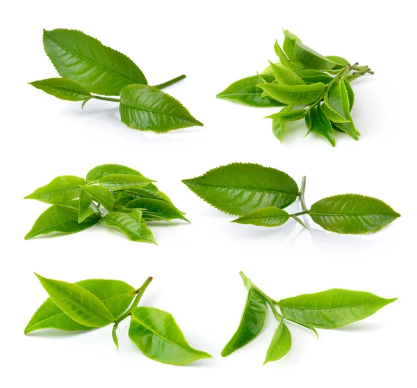 Hoja de té verde aislada sobre fondo blanco —  Fotos de Stock