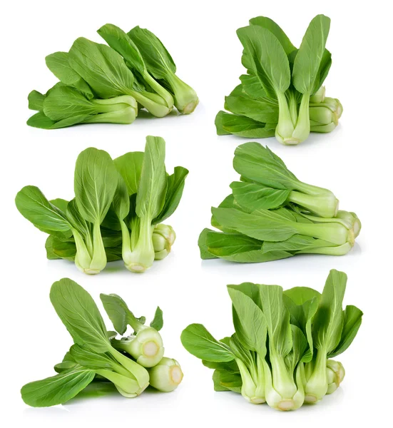 Bok choy vegetable on white background — Stock Photo, Image