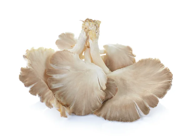 Oyster mushroom on white background — Stock Photo, Image