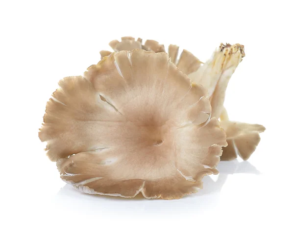 Oyster mushroom on white background — Stock Photo, Image