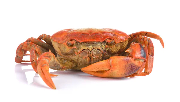 Crab on white background — Stock Photo, Image