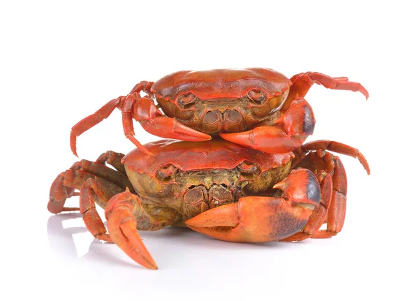 Crab on white background — Stock Photo, Image