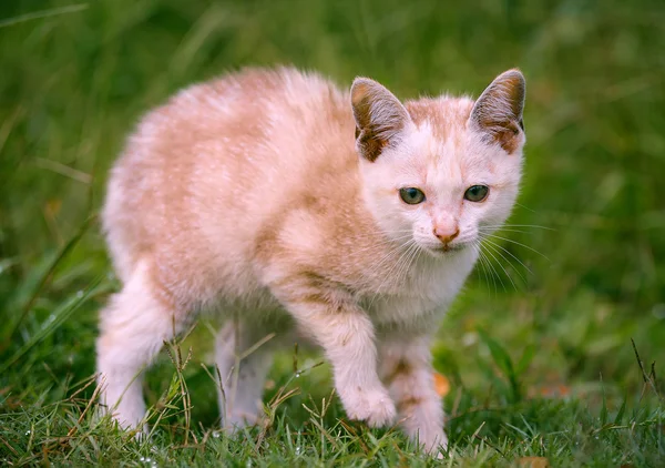 Young cat on green meadow — Stock Photo, Image