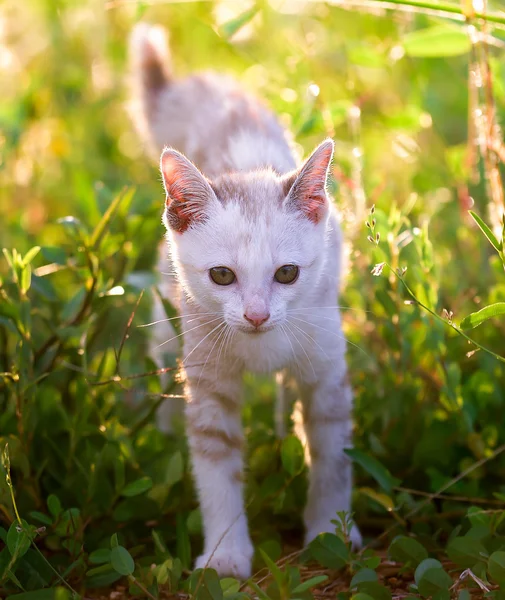 Young cat on green meadow — Stock Photo, Image