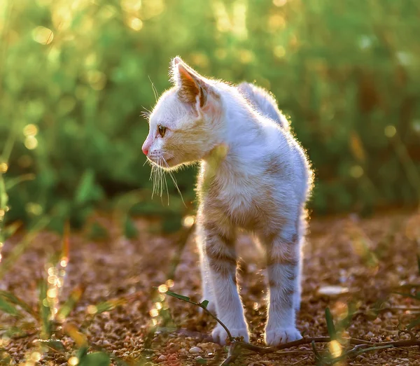 Young cat on green meadow — Stock Photo, Image