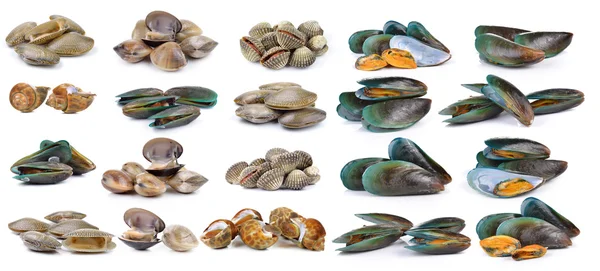 Geëmailleerde venus shell, Clam schelpdieren, Surf clam, Mossel, gespot — Stockfoto