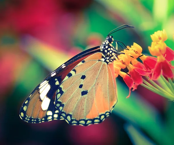 Mariposa en flor naranja — Foto de Stock