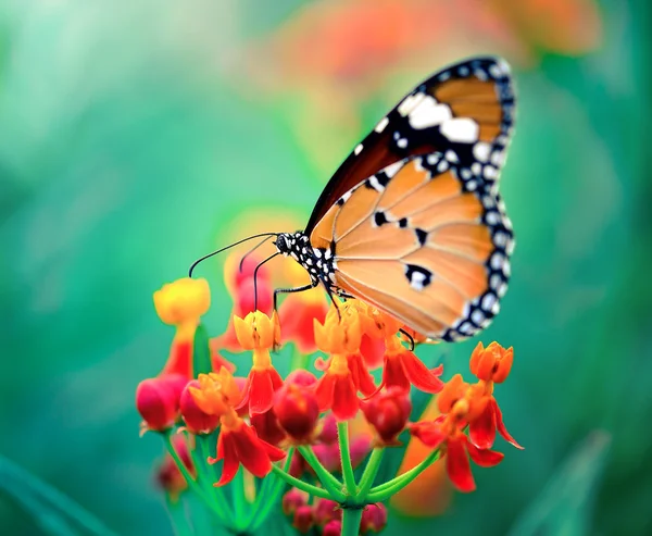 Motyl na pomarańczowy kwiat w ogrodzie — Zdjęcie stockowe