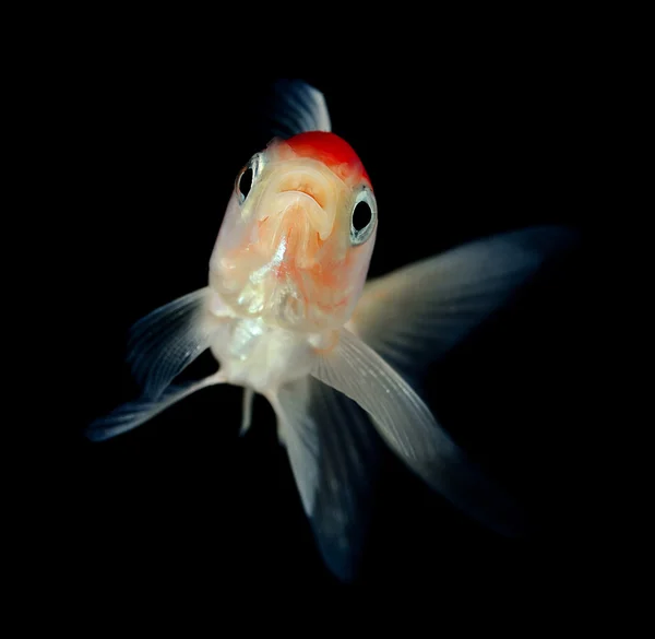 Goldfish on black background — Stock Photo, Image