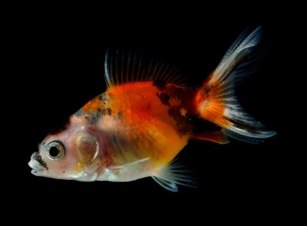 Złota rybka na czarnym tle — Zdjęcie stockowe