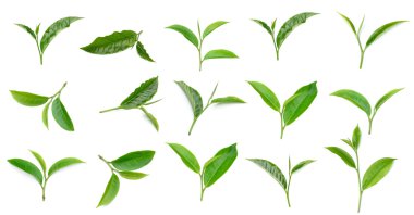 Beyaz arkaplanda yeşil çay yaprağı izole