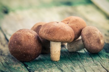 shiitake mantar eski ahşap üzerine