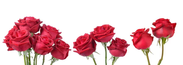 Rose on white background — Stock Photo, Image