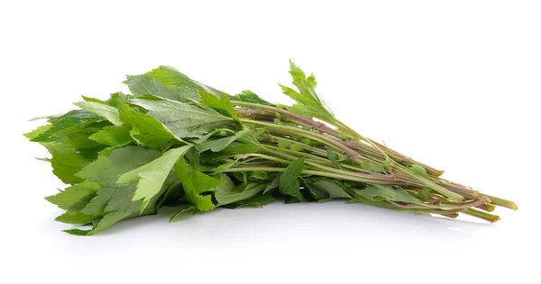 White mugwort on white background — Stock Photo, Image