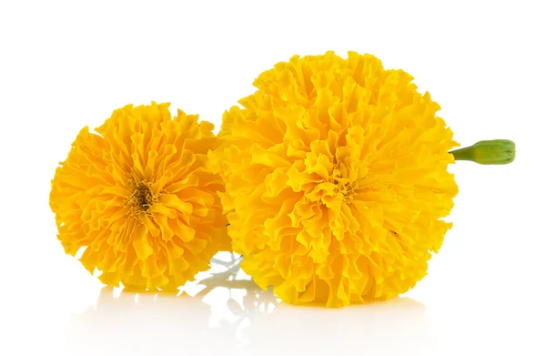 Marigold květina na bílém pozadí — Stock fotografie