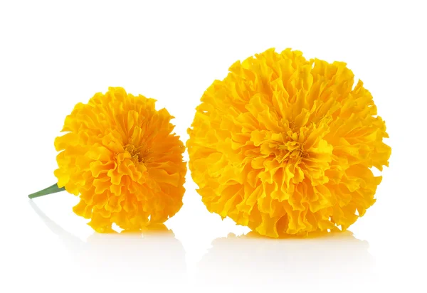 Marigold flower on white background — Stock Photo, Image