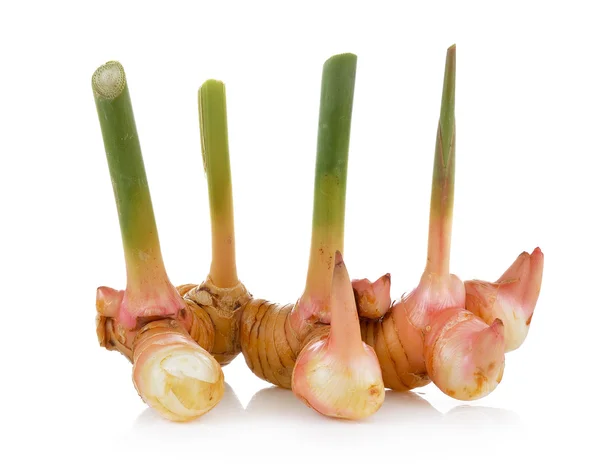 Galangal on white background — Stock Photo, Image